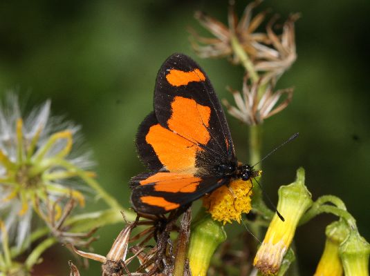 Acraea uvui UPS